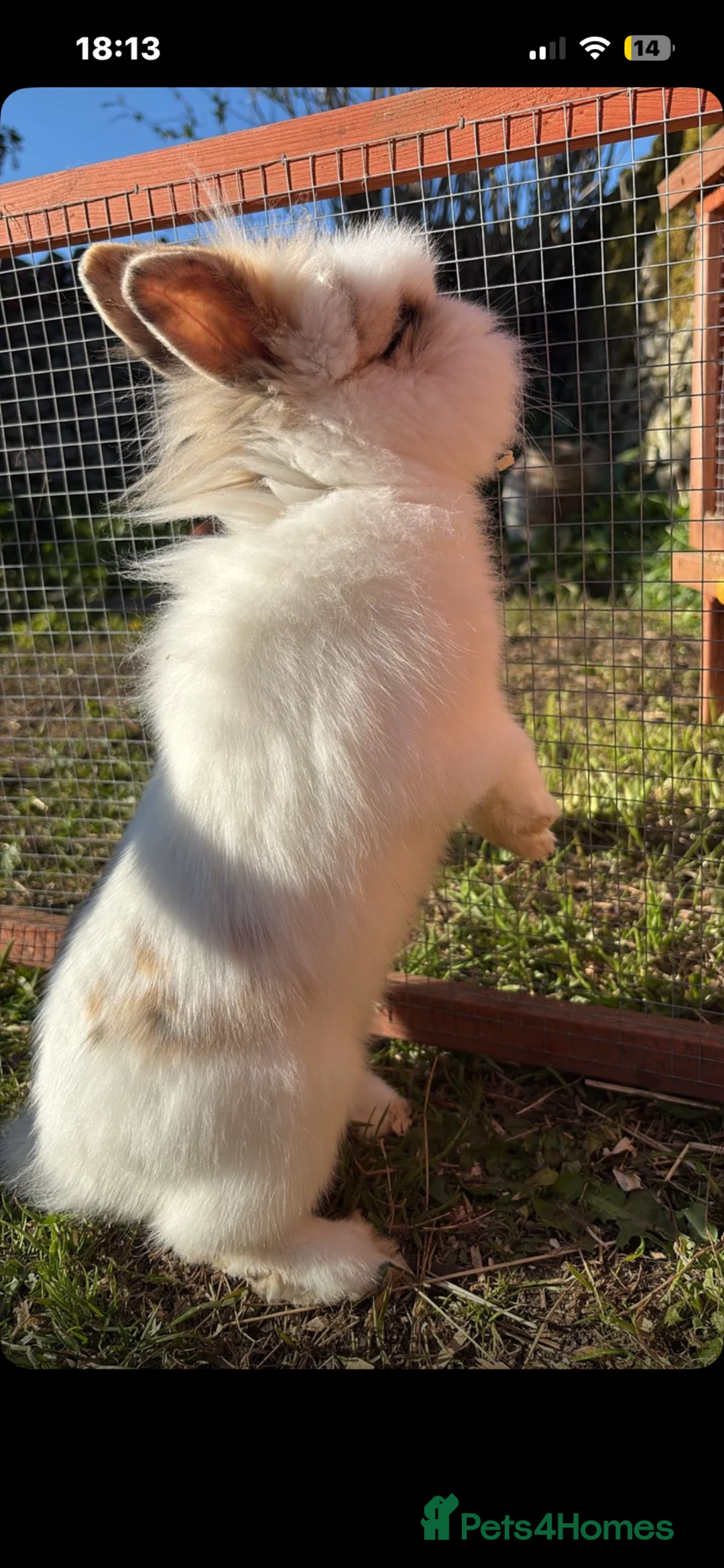Lionhead rabbits for sale: Beautiful lion head rabbits 🐰  in Buxton - Advert 2