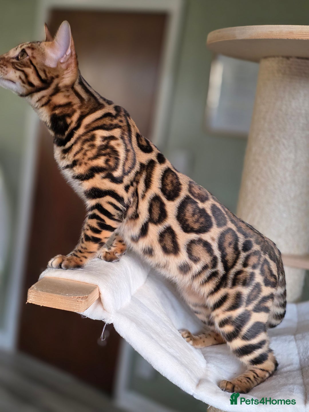 Bengal cats for sale: Brown Rosetted Bengal Prince  - Advert 18