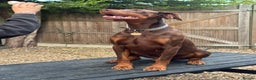 Dobermann dogs for sale: Superb Quality Doberman Puppies - Advert 5