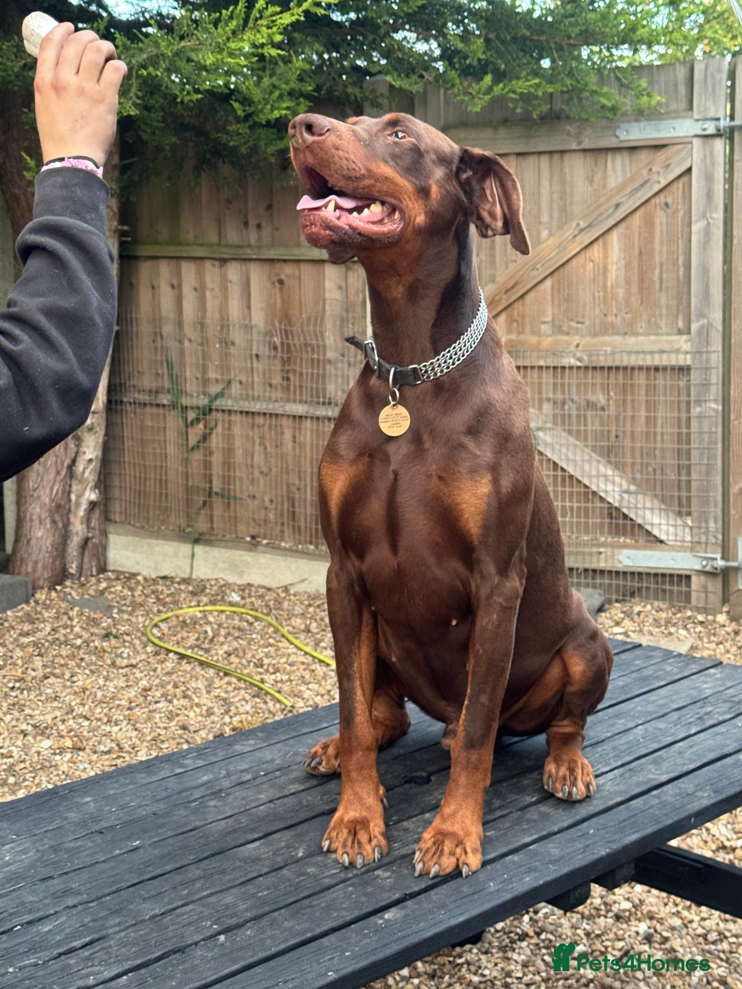 Dobermann dogs for sale: Superb Quality Doberman Puppies - Advert 5