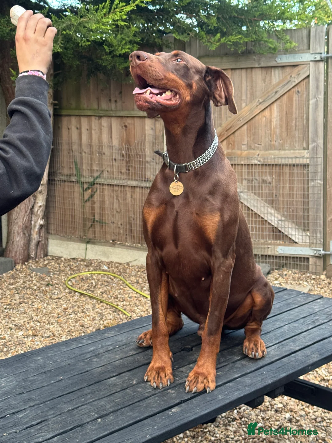 Dobermann dogs for sale: Superb Quality Doberman Puppies - Advert 5