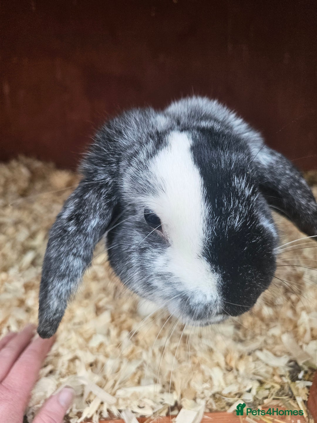 Mini Lop rabbits for sale: Mini lop buck 10 month old - Advert 2