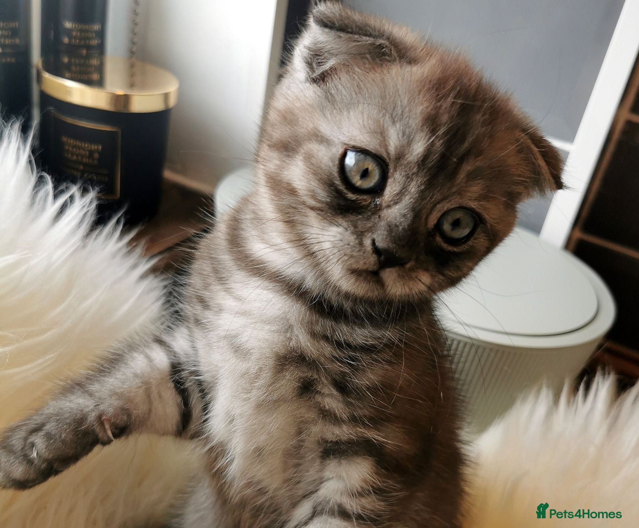 Scottish Fold cats ❤️Gorgeous Scottish Fold kitten-raised with love❤️ - Advert 9
