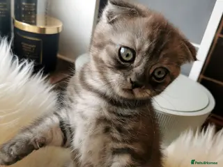 Scottish Fold cats ❤️Gorgeous Scottish Fold kitten-raised with love❤️ - Advert 9