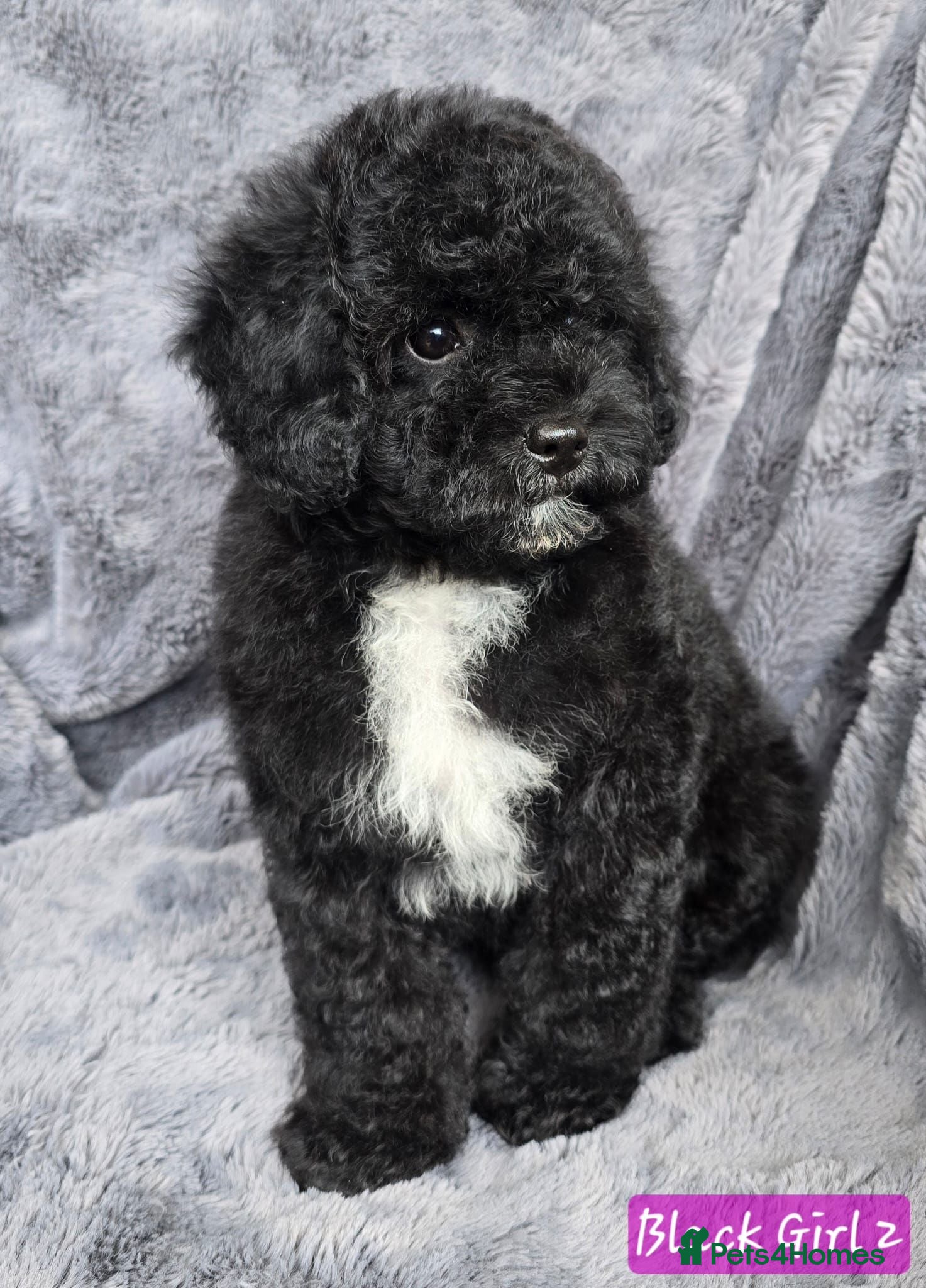 Cavapoo dogs Adorable litter of Cavapoos *READY NOW* - Advert 2