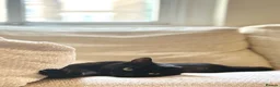 Domestic Shorthair cats for adoption: Great things come in small packages. - Advert 4