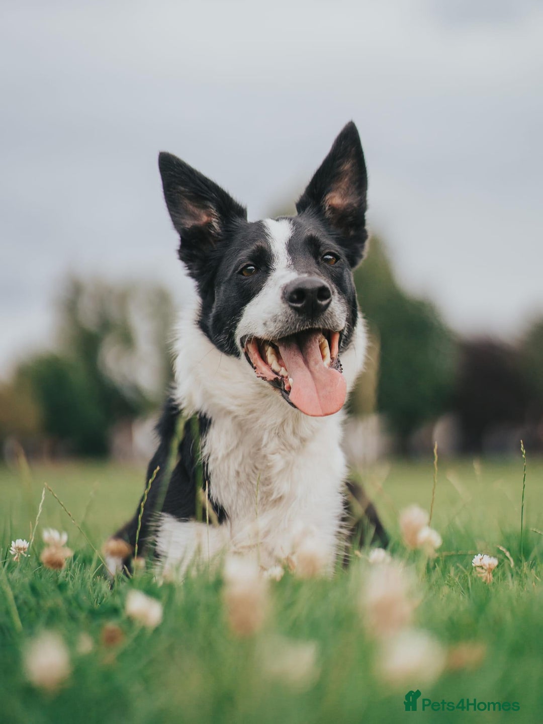 Border Collie dogs for sale: Border collie  - Image 1