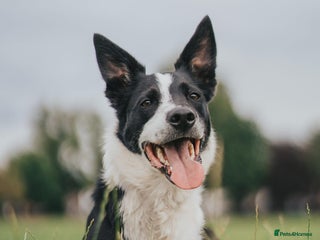 Border Collie dogs - Advert 27