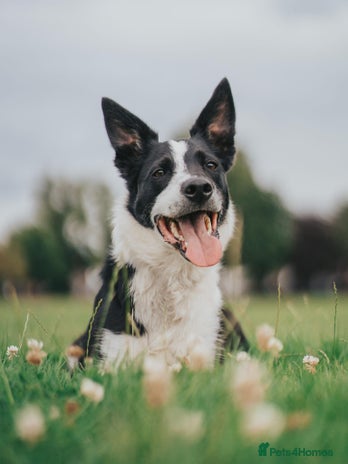 Border Collie dogs - Advert 1
