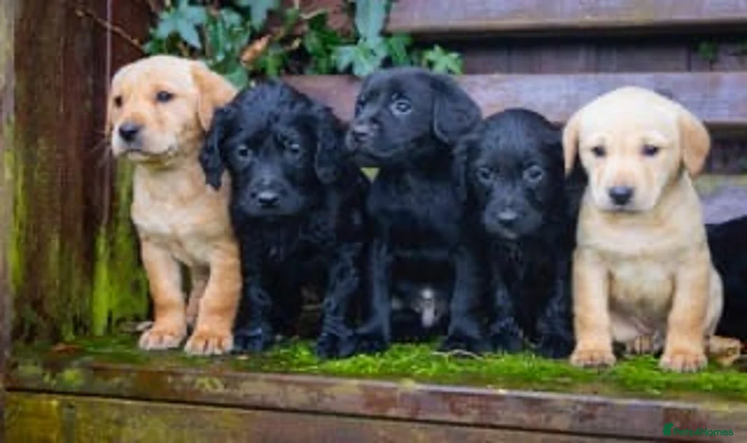 Mixed Breed dogs for sale: Sprockerdor puppies  - Advert 1