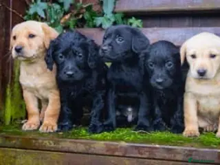 Mixed Breed dogs Sprockerdor puppies - Advert 1