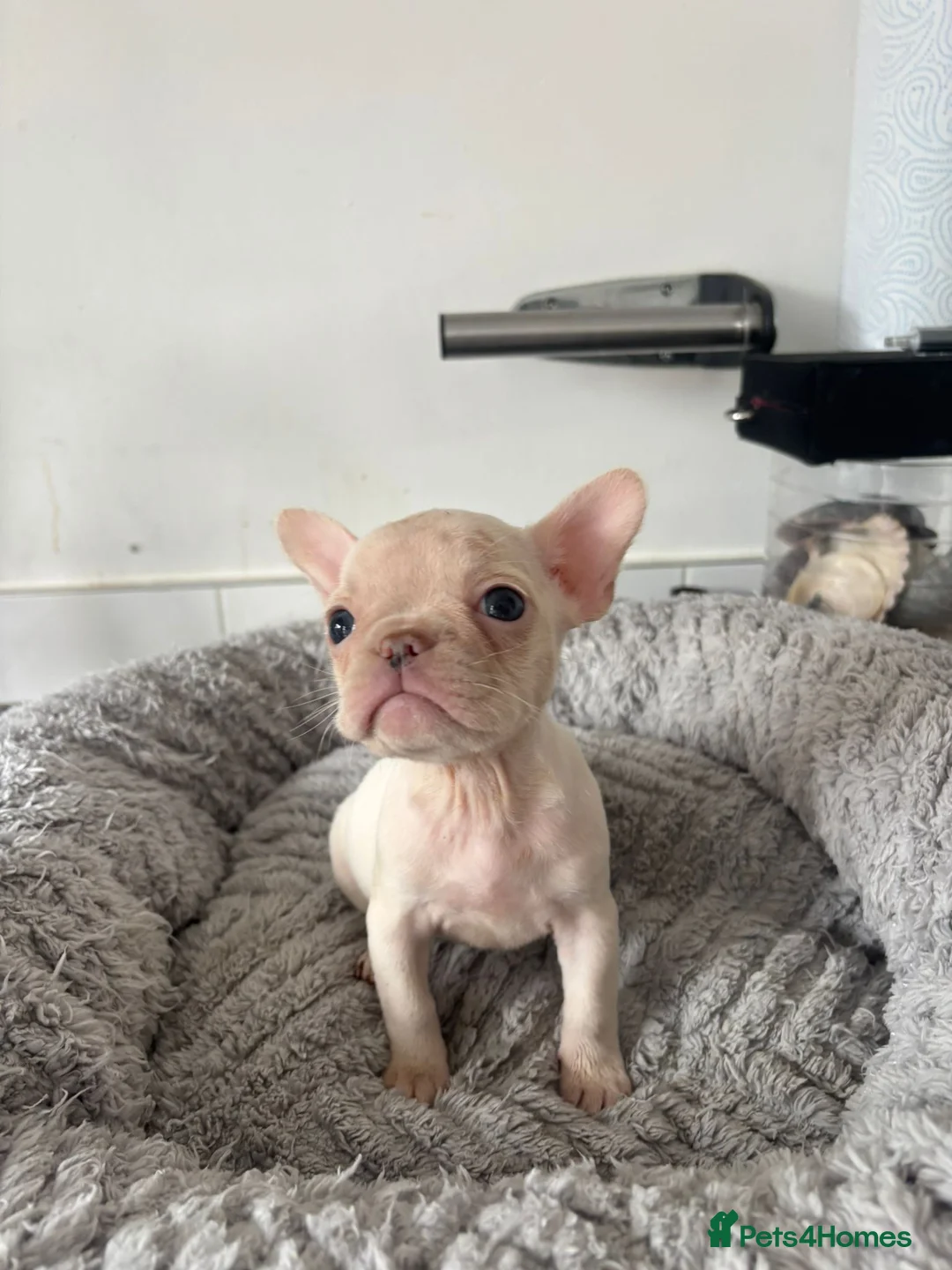 French Bulldog dogs for sale: French Bulldog  in Southend-on-Sea - Advert 15
