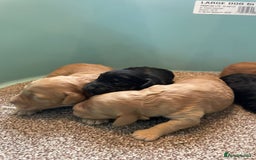 Cockapoo dogs for sale: Outstanding F1 cockapoo - Advert 8