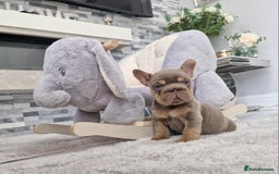 French Bulldog dogs for sale: Beautiful french bulldog puppies  - Image 3