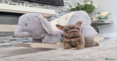 French Bulldog dogs - Advert 1