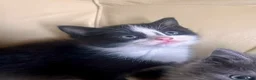 Mixed Breed cats for sale: Gorgeous kittens  - Advert 4