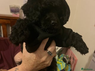 Toy Poodle dogs Need a new sofa this beautiful Tiny boy - Advert 15