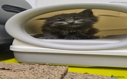 Maine Coon cats for sale: Giants TICA and GCCF Maine Coon registered  - Image 1