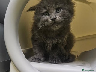 Maine Coon cats - Advert 13