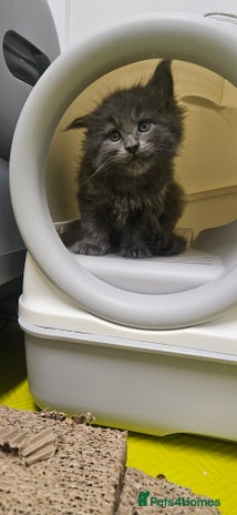 Maine Coon cats - Advert 6