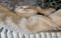 Ragdoll cats for sale: Quality Tica reg Ragdoll kittens  - Image 12