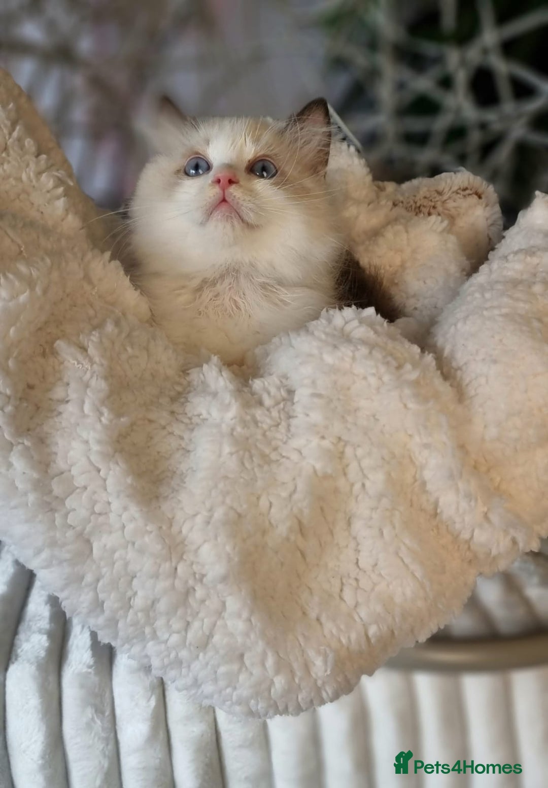 Ragdoll cats for sale: Quality Tica reg Ragdoll kittens  - Image 12