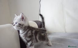 British Shorthair cats for sale: STUNNING British Shorthair Kittens Silver Tabbies - Image 18