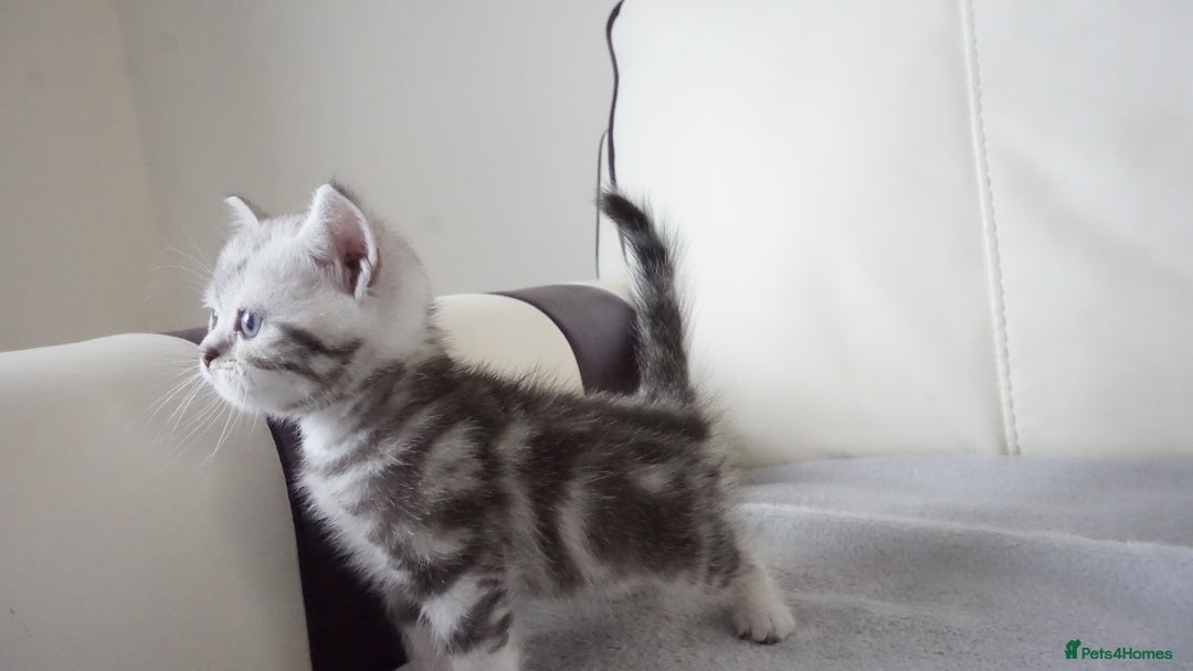 British Shorthair cats for sale: STUNNING British Shorthair Kittens Silver Tabbies - Image 18