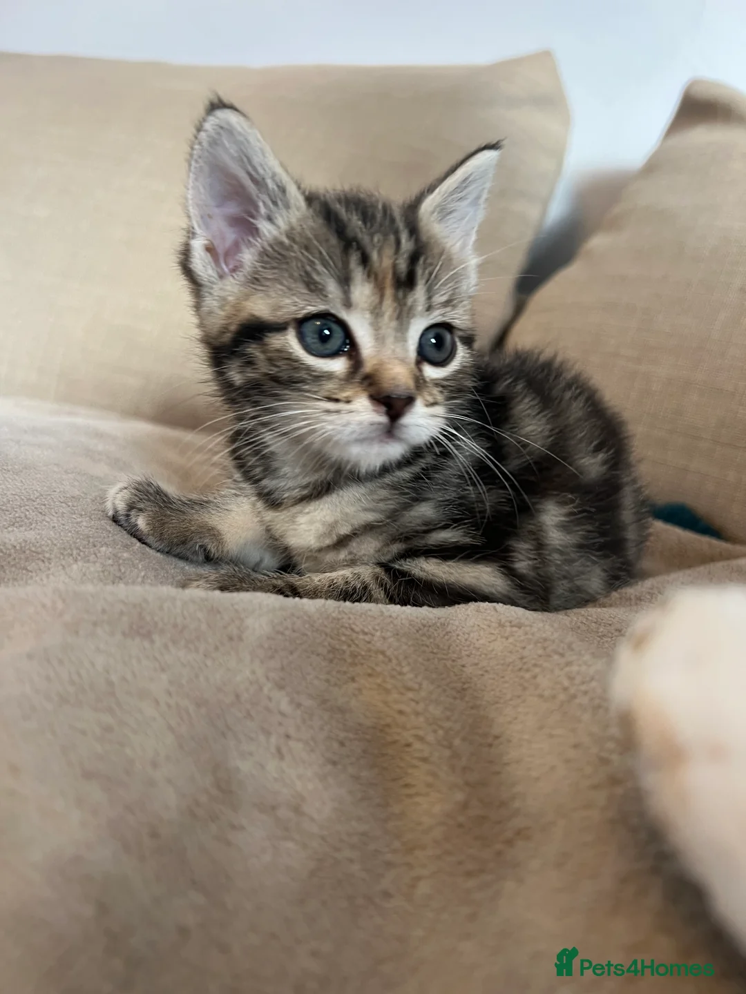 Maine Coon cats for sale: Two Beautiful Male Kittens - Advert 2