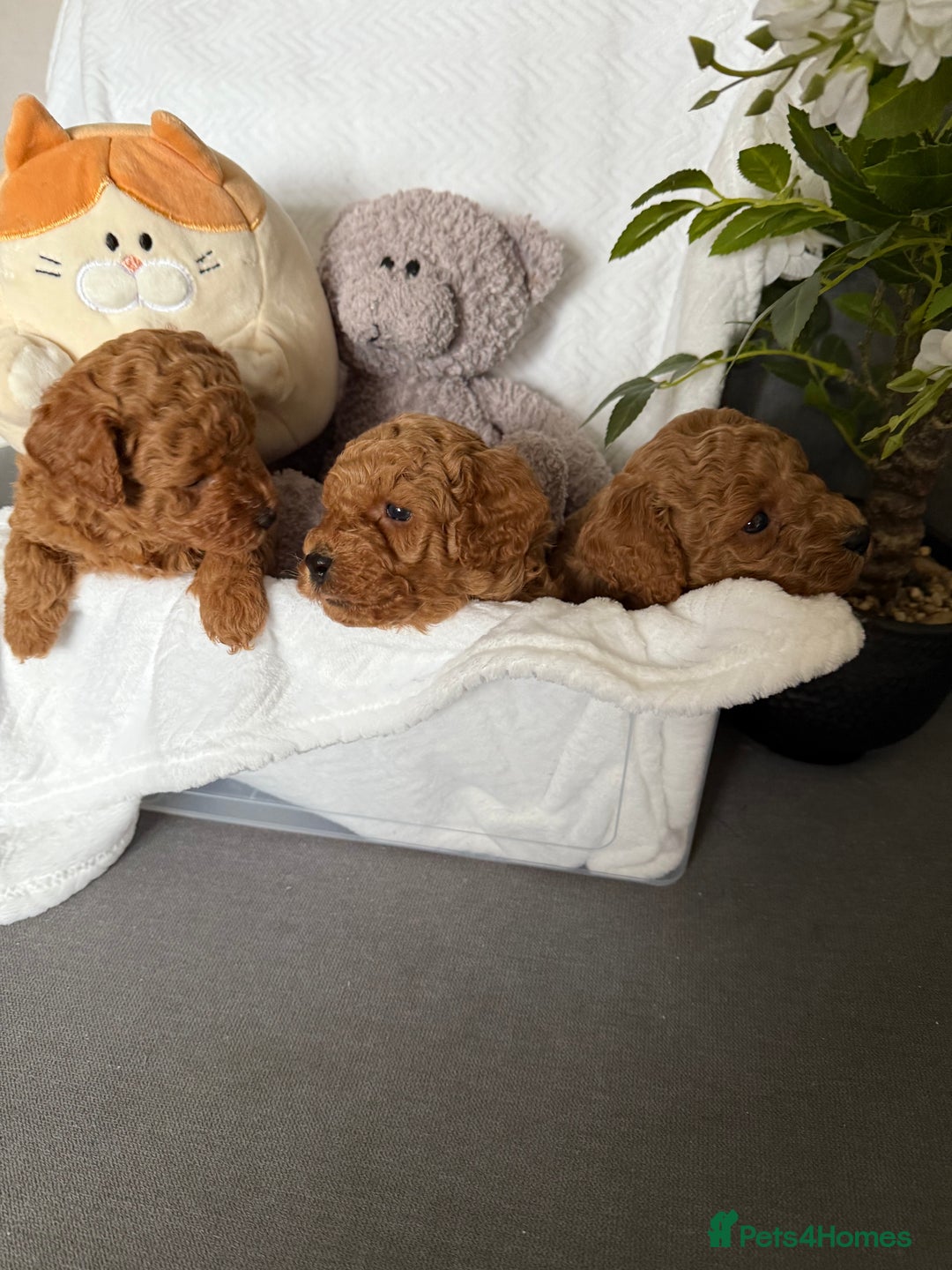 Cavapoo dogs for sale: F1B cavapoo puppies - Image 25