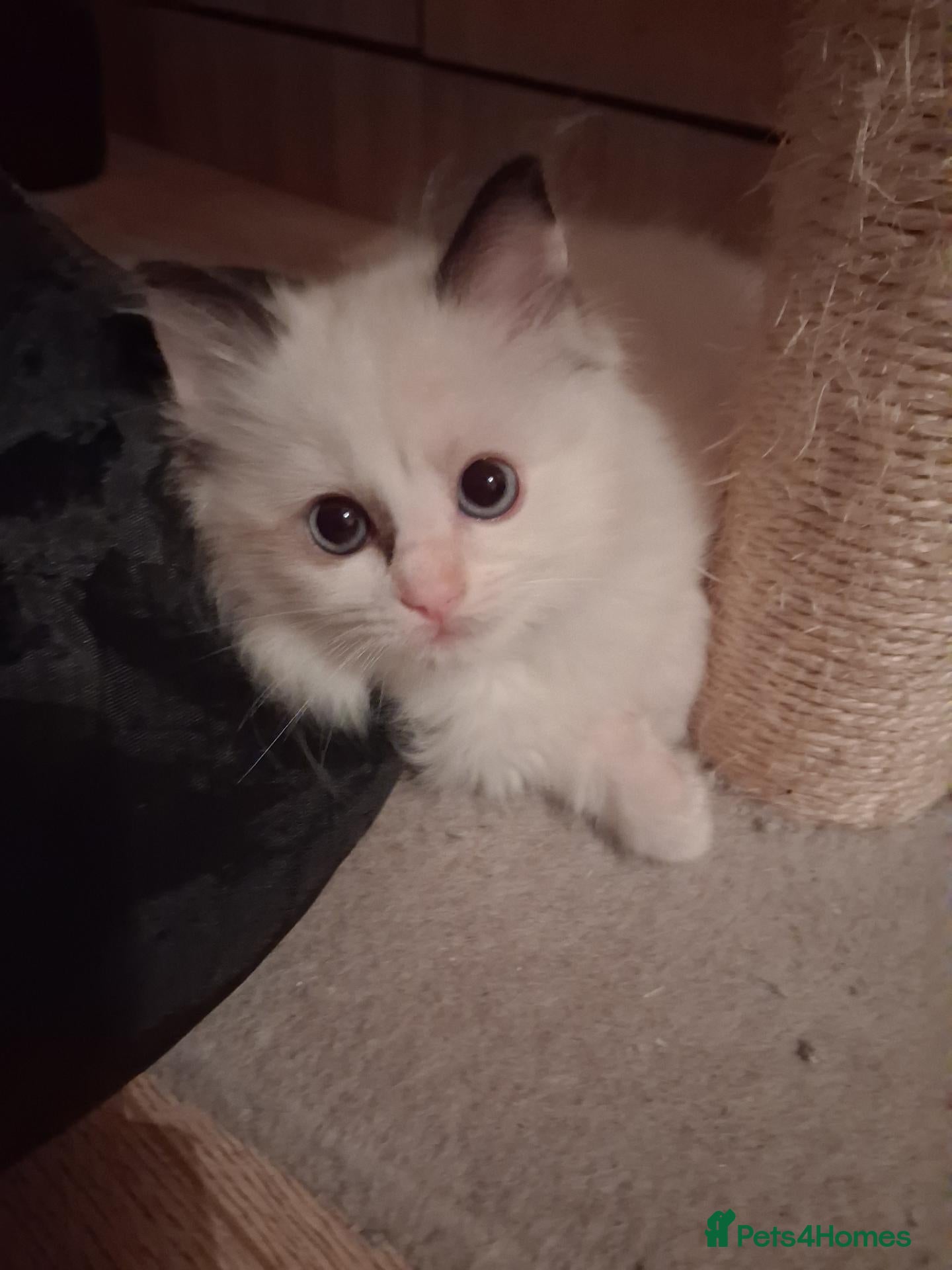 Ragdoll cats for sale: Ready Now Beautiful GCCF Ragdoll  - Advert 1