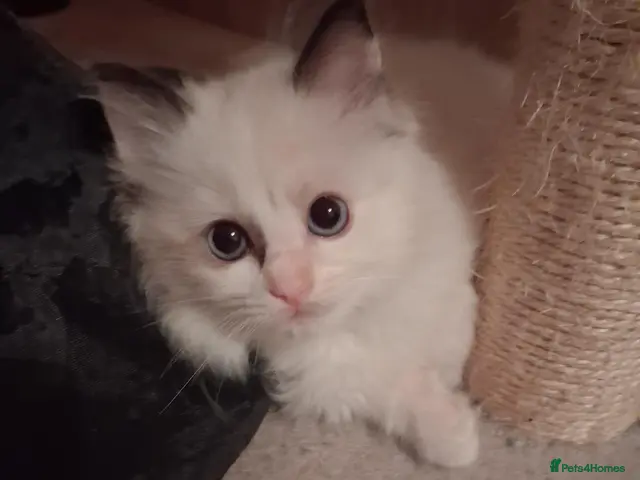 Ragdoll cats for sale: Ready Now Beautiful GCCF Ragdoll - Advert 1