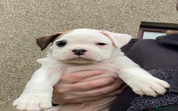 Boxer dogs for sale: Gorgeous Boxer Puppies  - Image 4