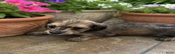 Dachshund dogs for sale: Miniture long haired dushounds puppy’s - Advert 3