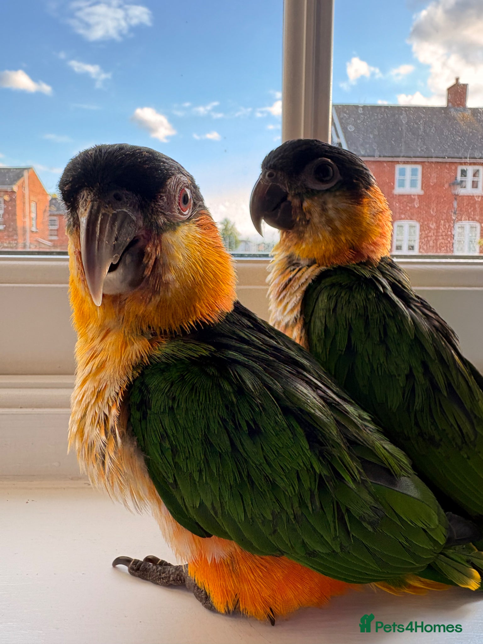 Parrots birds for sale: Caique parrots  in Colchester - Advert 1