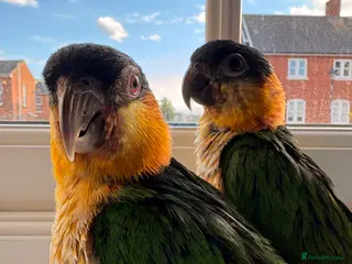 Parrots Birds For Sale Pets4Homes parrots-birds-for-sale-pets4homes