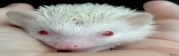 Pygmy Hedgehog rodents for sale: Girl Boy Ethically Bred African Pygmy Hedgehog - Advert 5