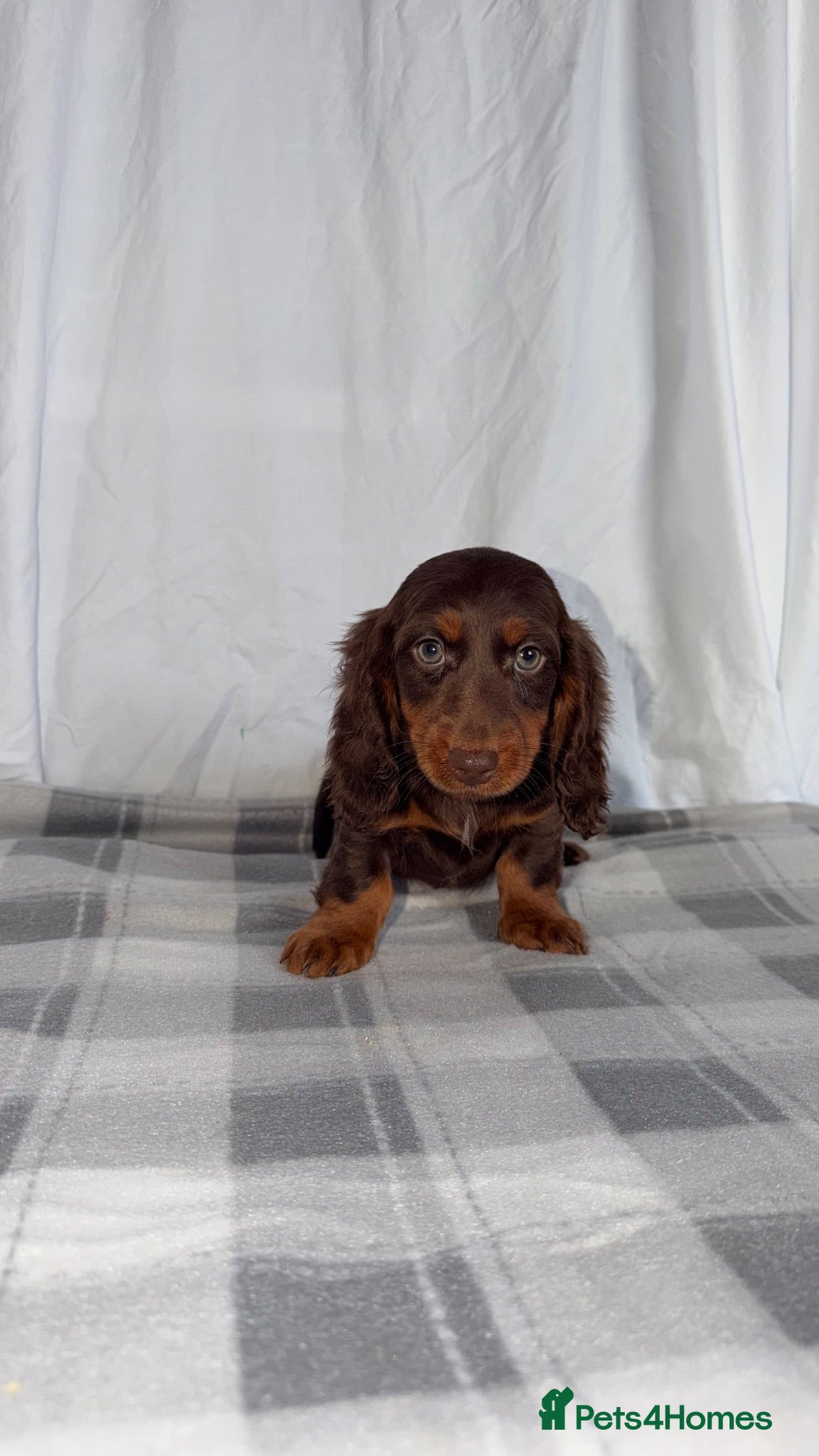 Dachshund dogs Miniature Dachshund Puppies - Advert 1