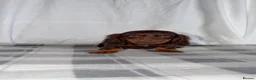 Dachshund dogs for sale: Miniature Dachshund Puppies - Advert 1