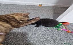 Mixed Breed cats for sale: Bsh cross maine coon - Image 7