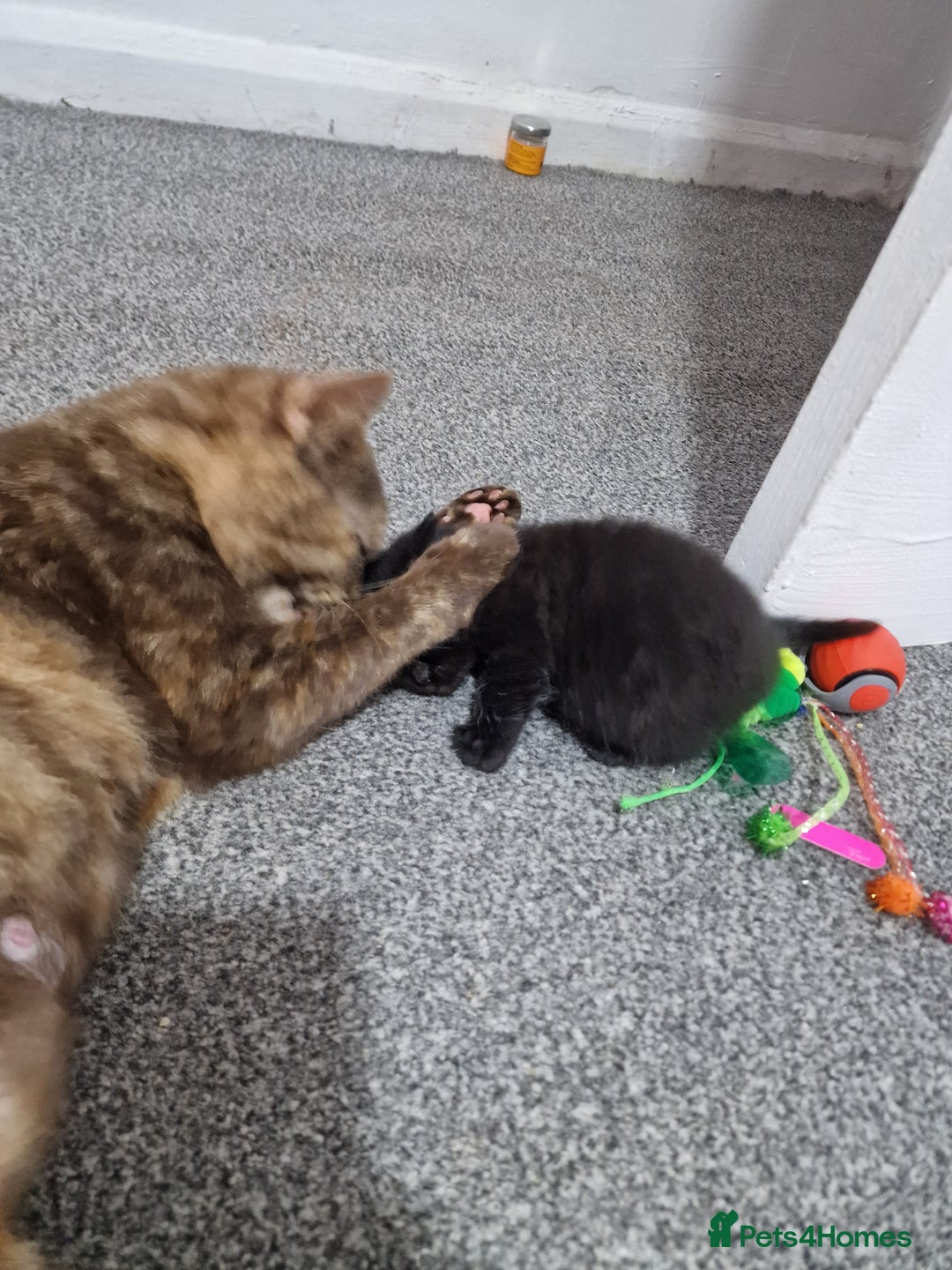 Mixed Breed cats for sale: Bsh cross maine coon - Image 7