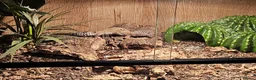Leopard Gecko reptiles for sale: Leopard gecko - Advert 3