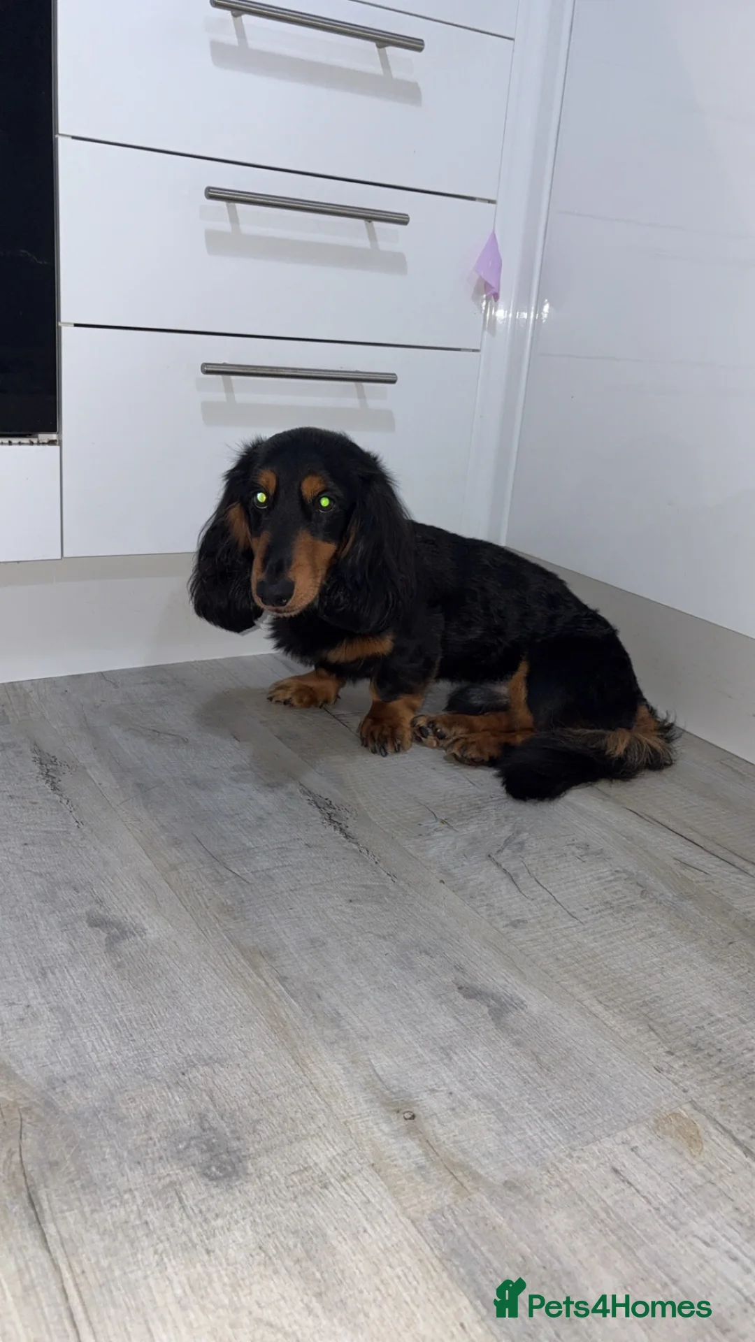 Miniature Dachshund dogs for sale: Long haired miniature daschund for sale  - Advert 4