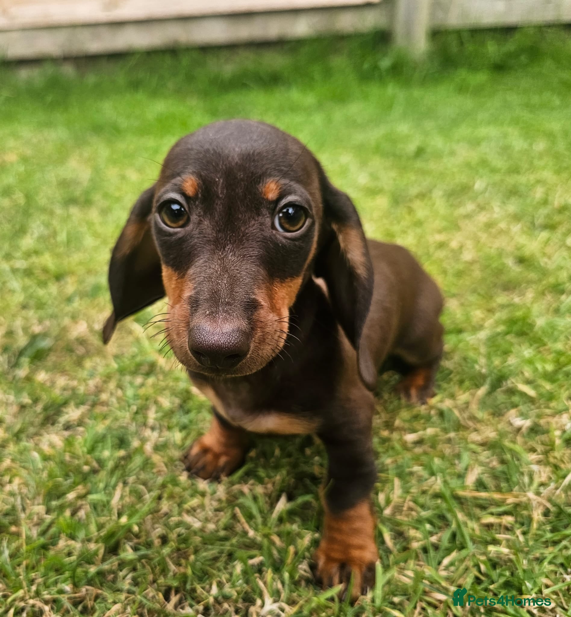 Dachshund dogs Super sweet Dachshund puppies - Advert 8