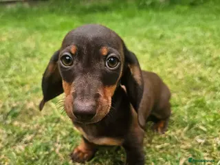 Dachshund dogs Super sweet Dachshund puppies - Advert 4