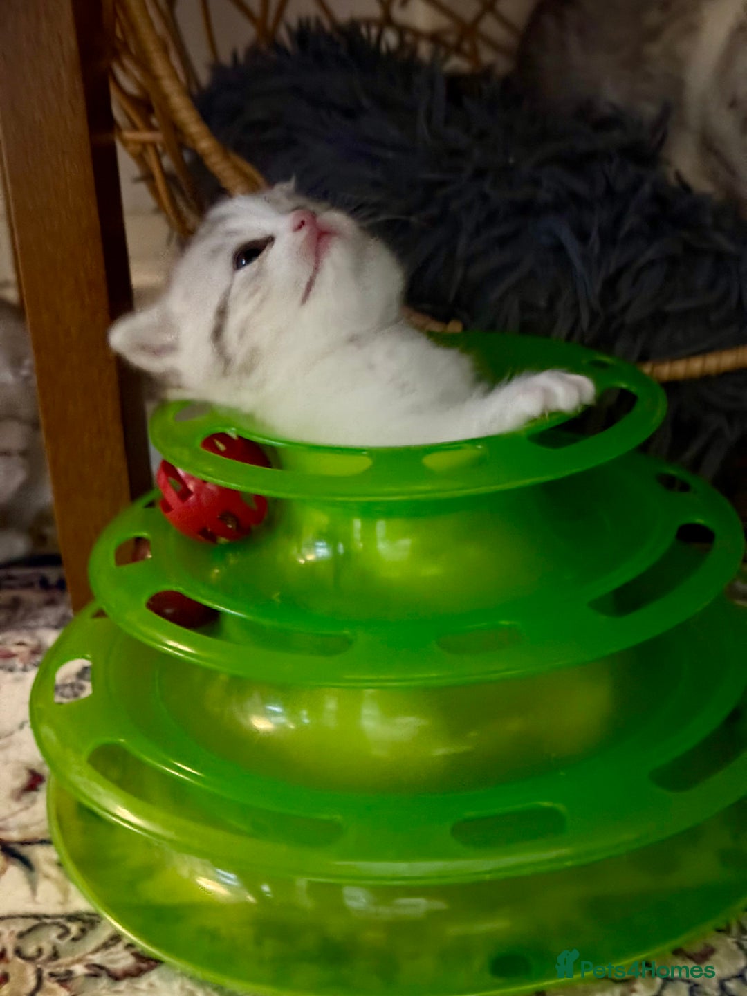 Mixed Breed cats for sale: Scottish fold X - Image 8