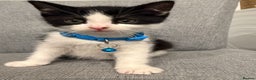Mixed Breed cats for sale: Playful kittens 🐱 🩷 - Advert 1