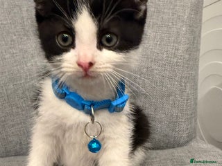 Mixed Breed cats Playful kittens 🐱 🩷 - Advert 1