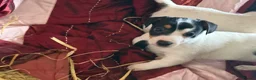 Jack Russell dogs for sale: Jack Russell puppies ready now  - Advert 12