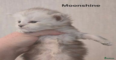 Maine Coon cats - Advert 16
